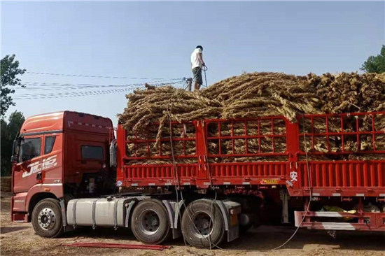 铁路草支垫与城市绿化建设的联系