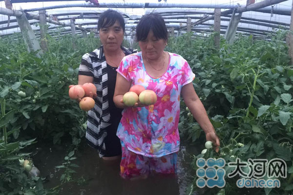 现场直击新乡暴雨:蔬菜大棚几乎没顶 收成要泡汤了